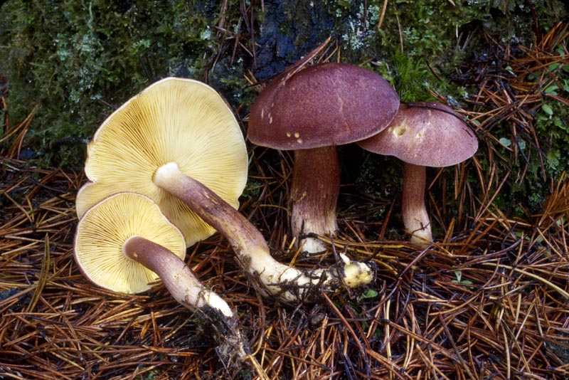 Tricholomopsis rutilans